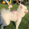 Puppy and cat leash